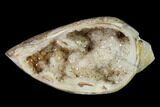Chalcedony Replaced Gastropod With Druzy Quartz - India #150197-1